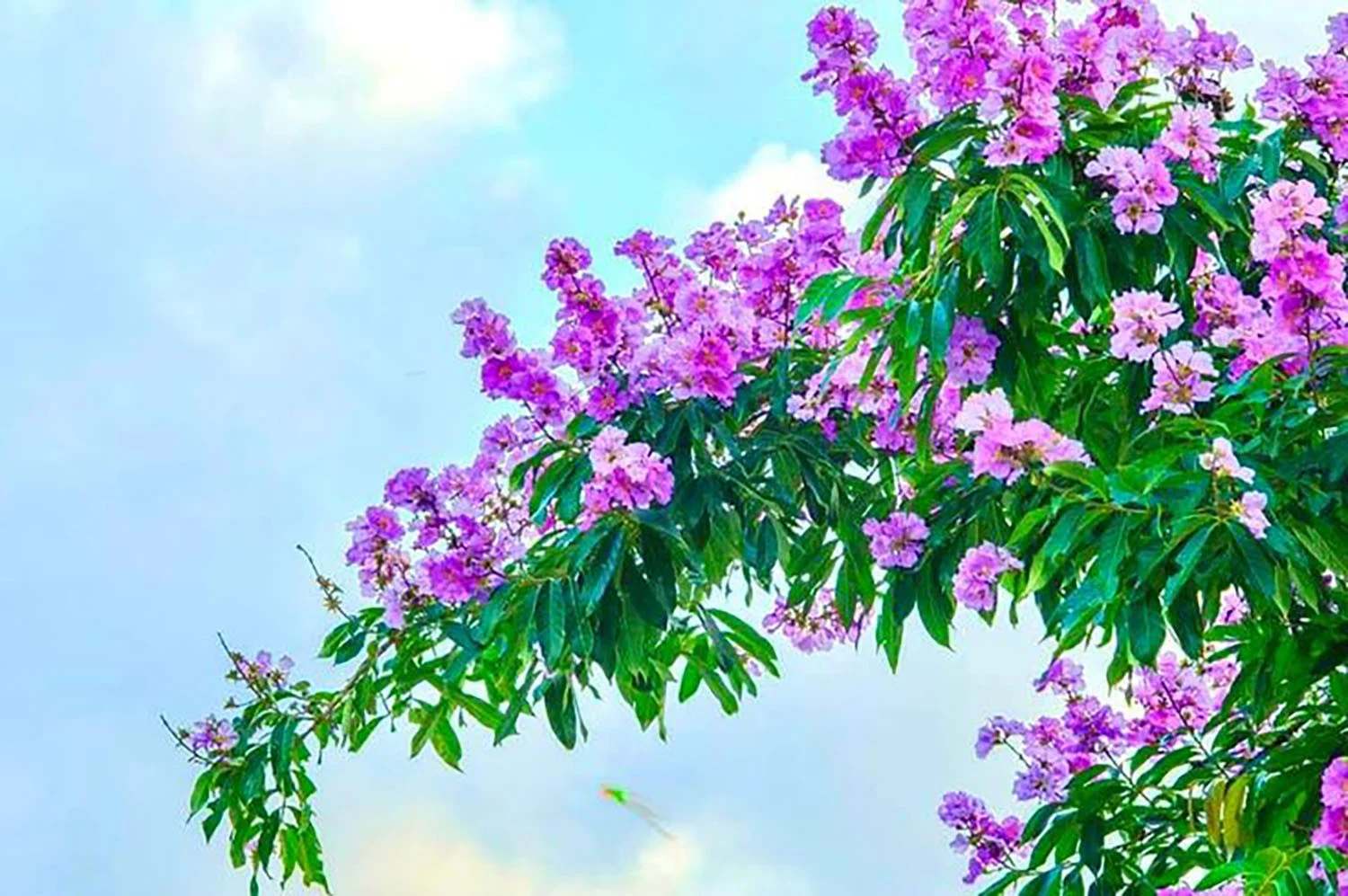 Hoa bằng năng tím mộng mơ