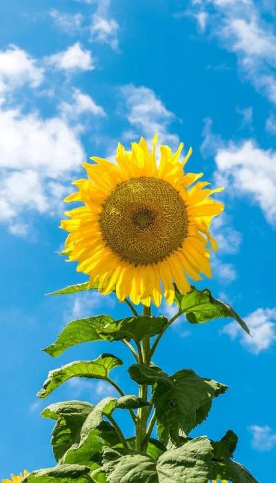 Ảnh hoa Hướng Dương giữa bầu trời