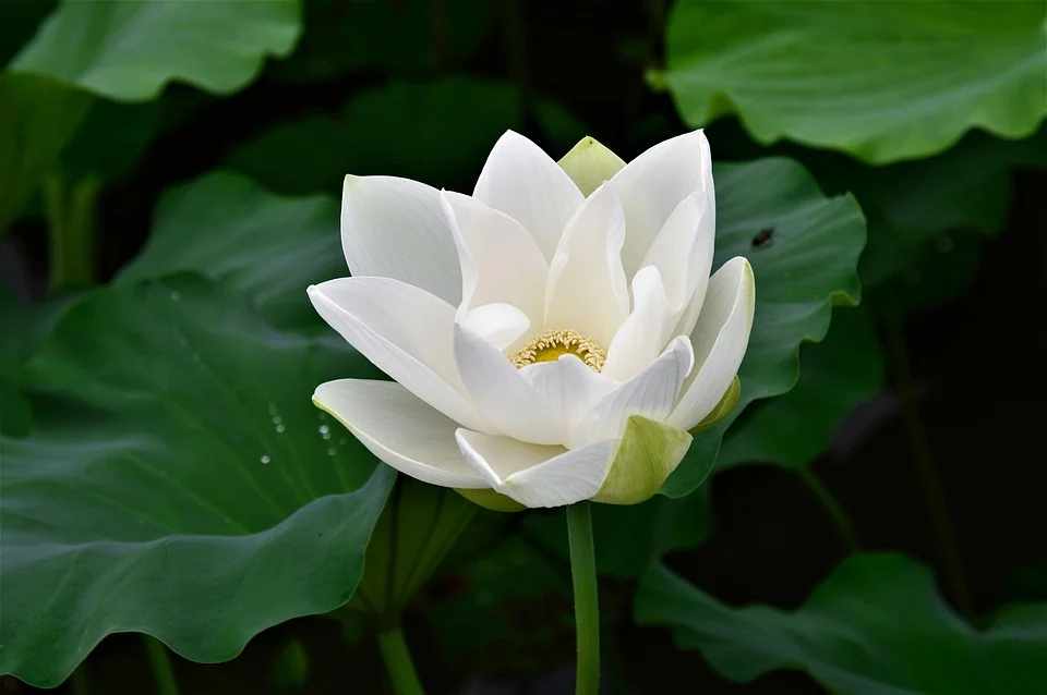 hình hoa sen trắng — ảnh 52