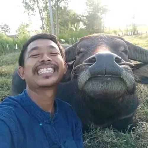 Ảnh hài hước người đàn ông cười chụp selfie cùng con trâu ngoài đồng cỏ