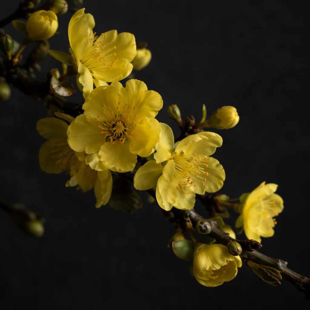 Mẫu hình ảnh hoa mai thứ 15