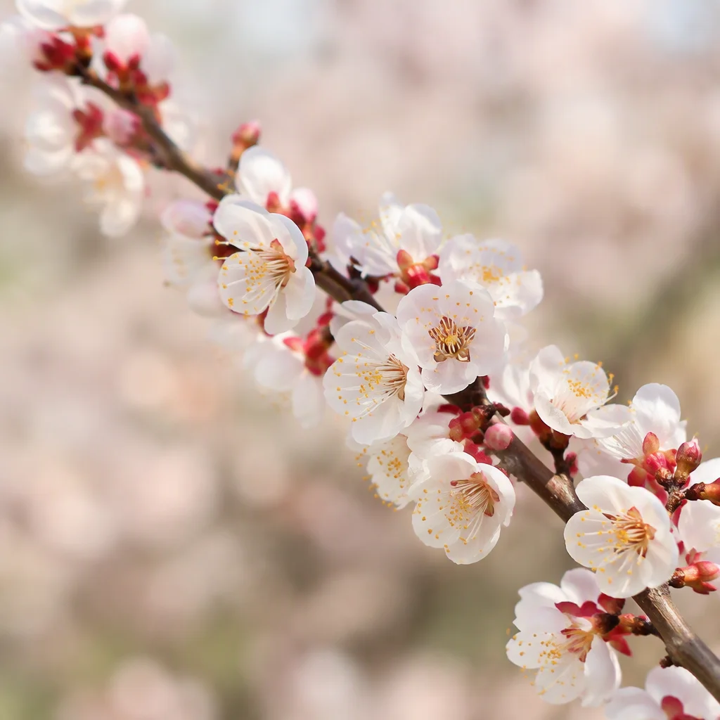 hình ảnh hoa mai: gợi ý số 6
