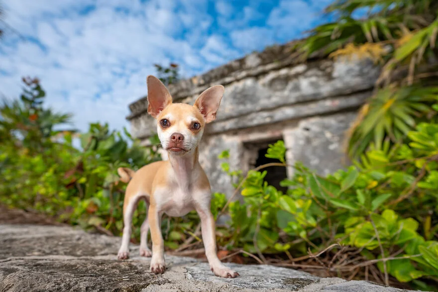 Chú chó Chihuahua đứng trước ngôi nhà đá giữa thiên nhiên
