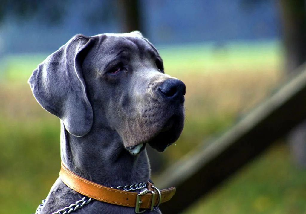 Chó Great Dane màu xám đeo vòng cổ cam