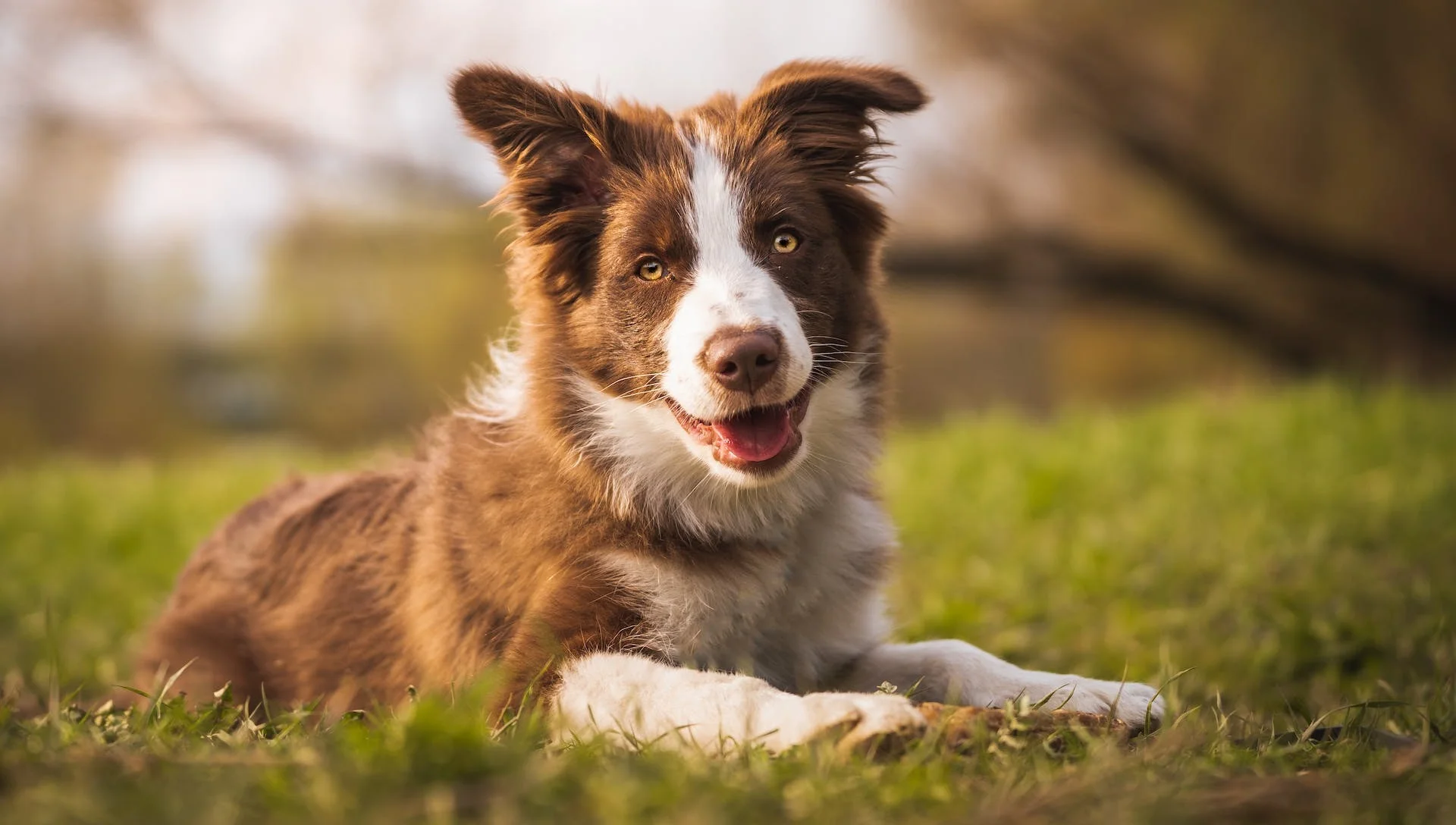 Chó Border Collie nâu trắng nằm thư giãn ngoài trời