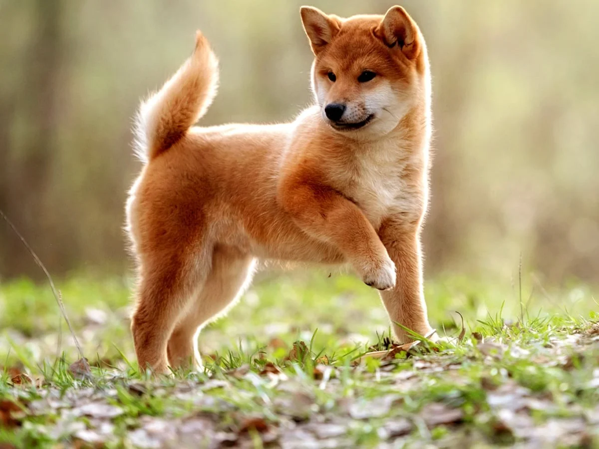 Hình nền iPhone đẹp chó Shiba Inu đứng trên bãi cỏ