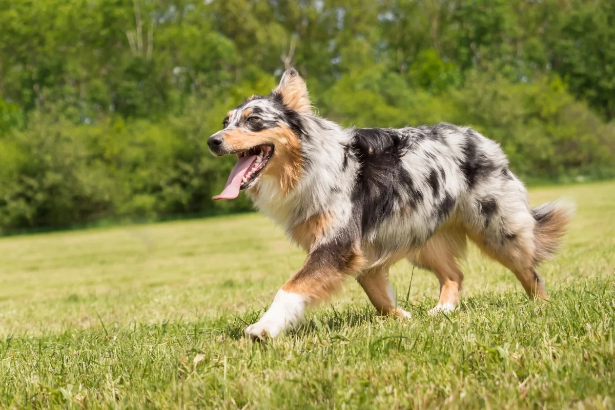 Chú chó Border Collie lông xanh merle chạy trên bãi cỏ