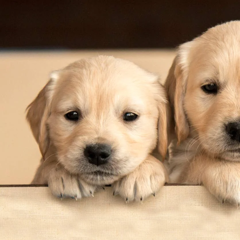 Cận cảnh hai chú chó Golden Retriever con đáng yêu