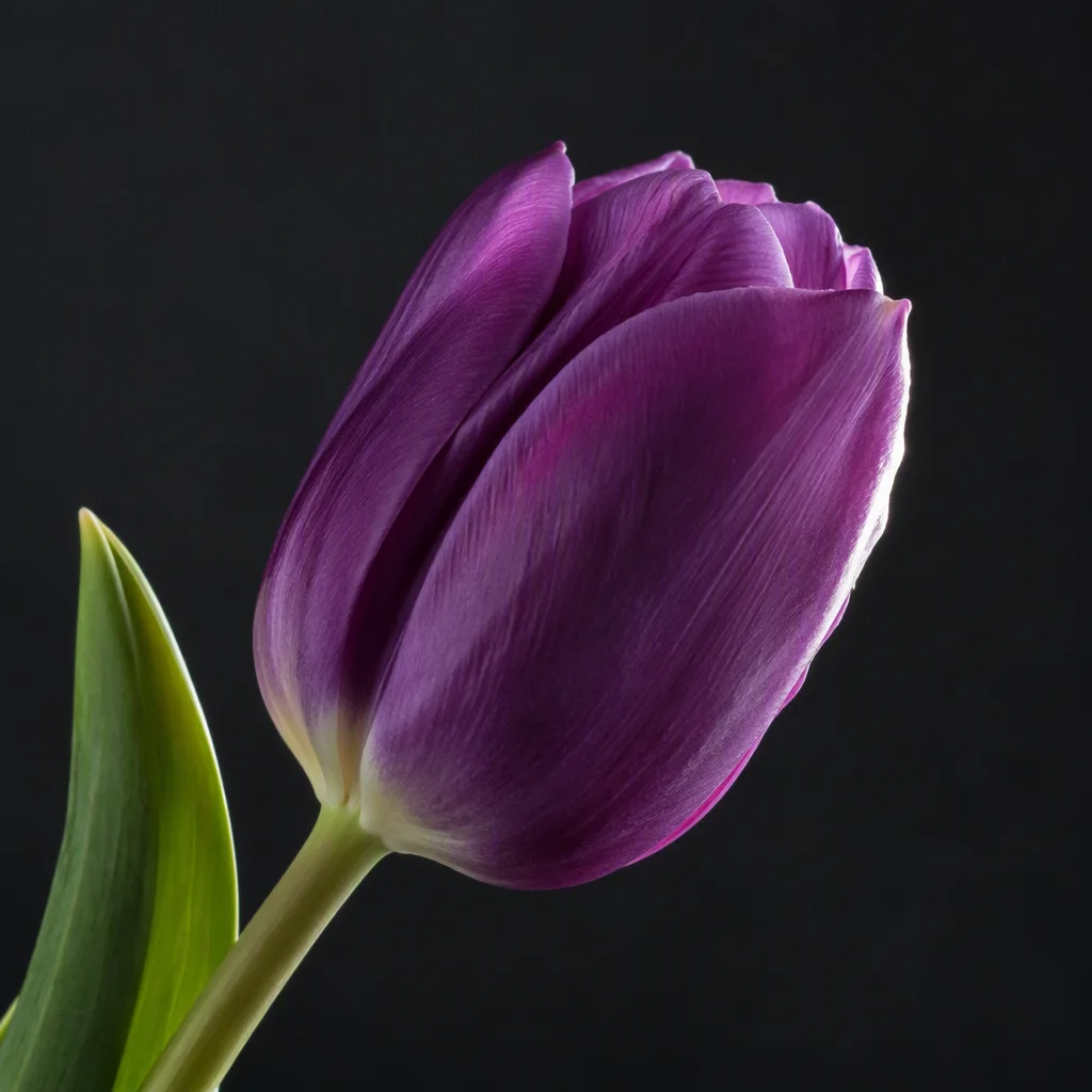 Bộ ảnh hình nền hoa tulip, tấm 24
