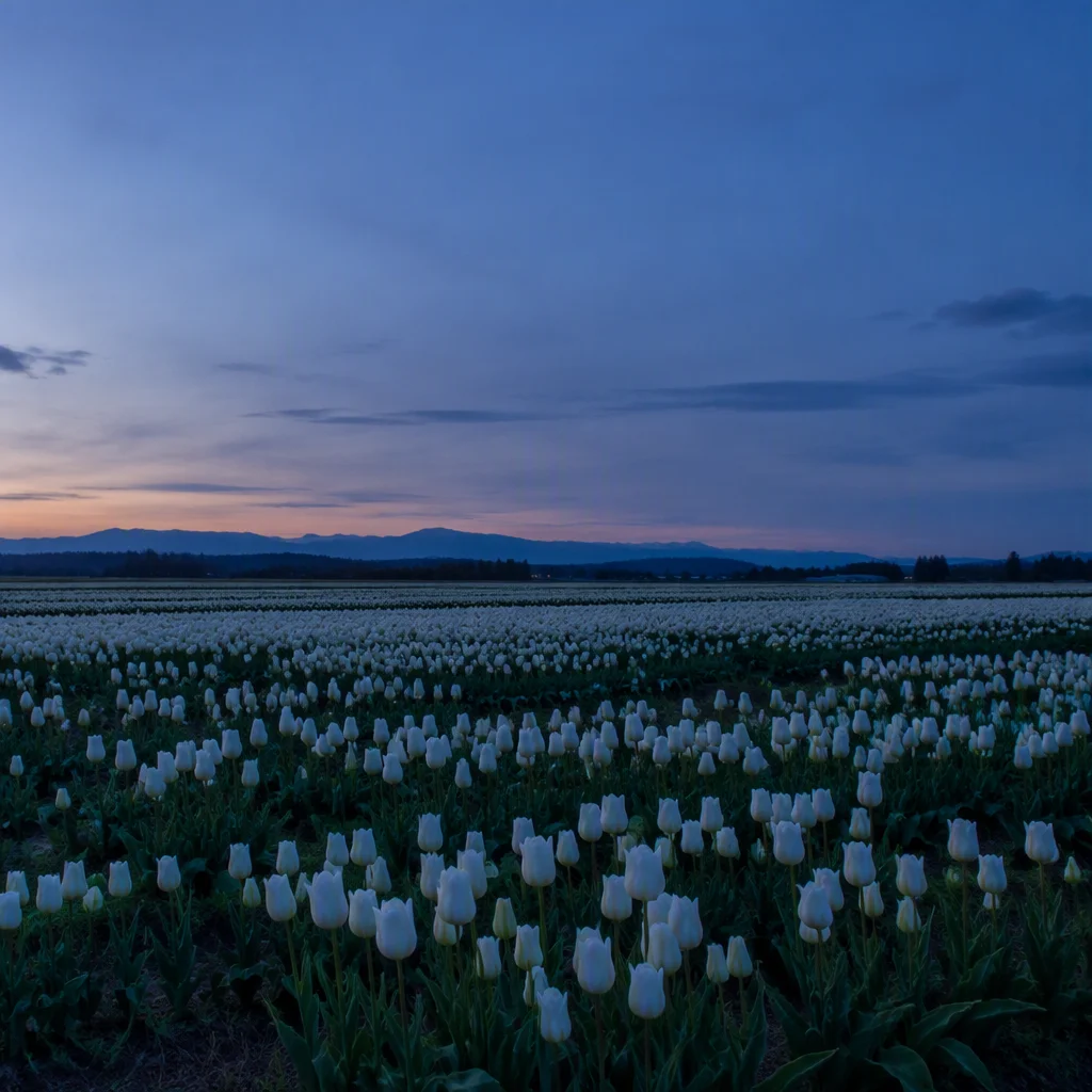 Tuyển chọn hình nền hoa tulip — hình 77