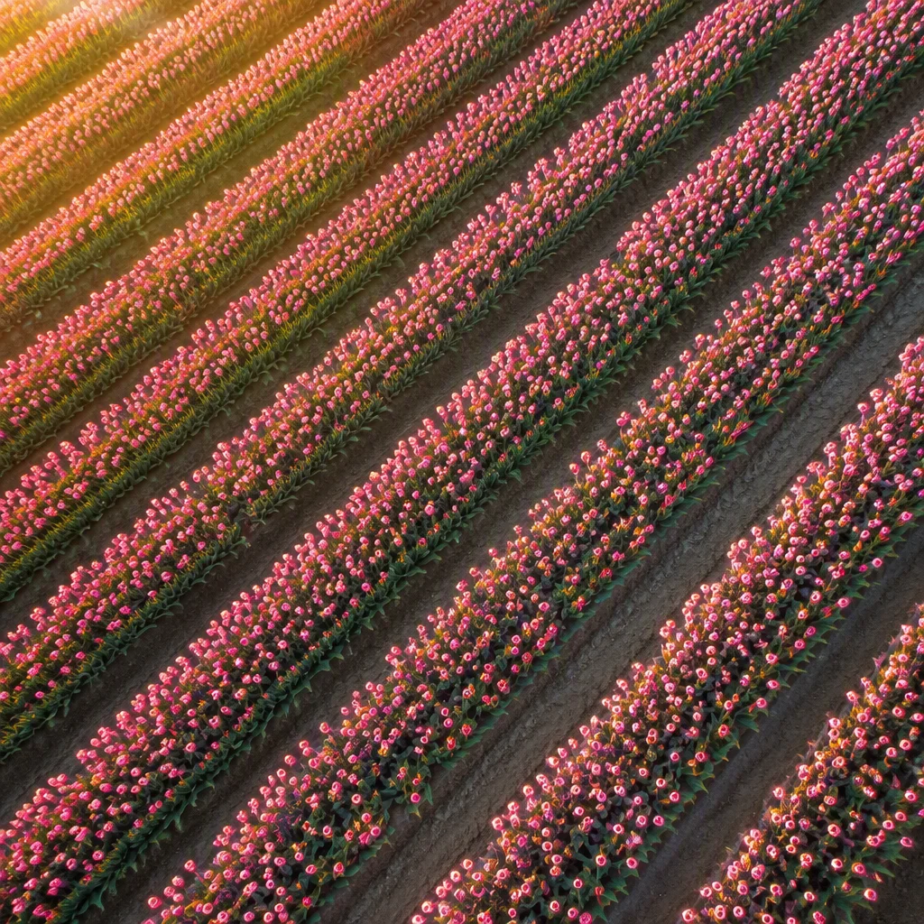Tuyển chọn hình nền hoa tulip — hình 21