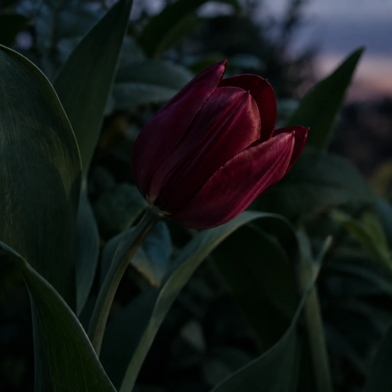 Hình 28 trong bộ sưu tập hình nền hoa tulip