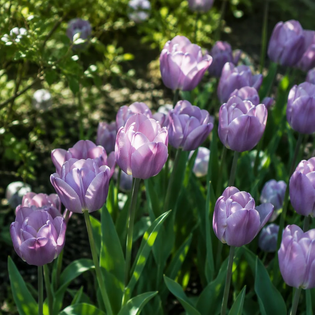 Mẫu hình nền hoa tulip thứ 31