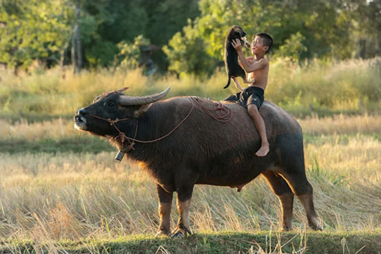 Con trâu - biểu trưng văn hoá trong tâm thức người Việt | Thông Tin Đối Ngoại - Ban Tuyên giáo Trung ương