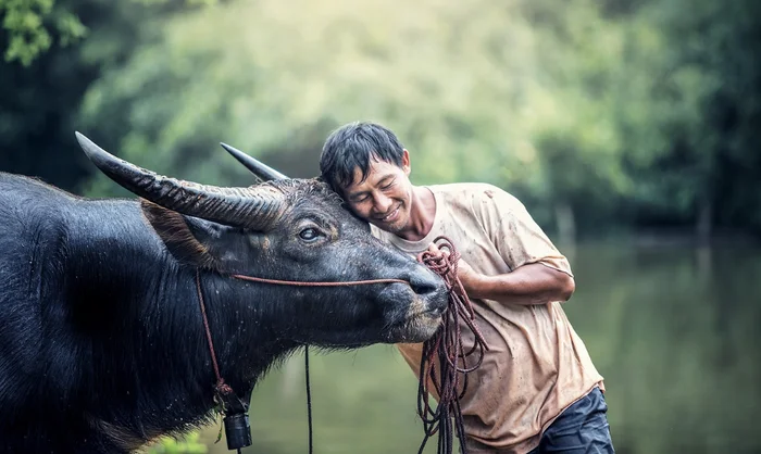 Hình ảnh con trâu được người nông dân ôm ấp thân thiết bên bờ sông