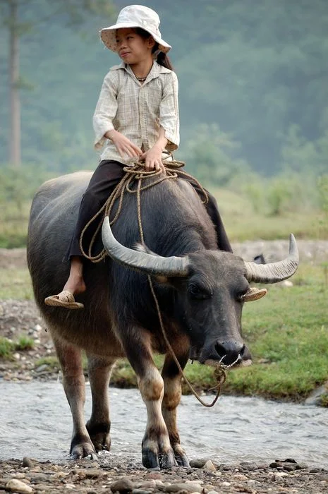 Hình ảnh con trâu cõng em bé đội nón trắng lội qua suối cạn