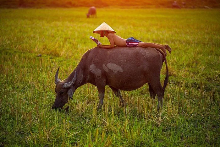 Hình ảnh con trâu đang gặm cỏ có em bé đội nón lá nằm trên lưng