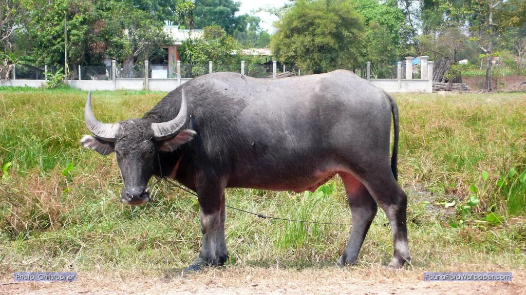 HÌNH ẢNH MẦM NON: HÌNH ẢNH CON TRÂU ĐẸP