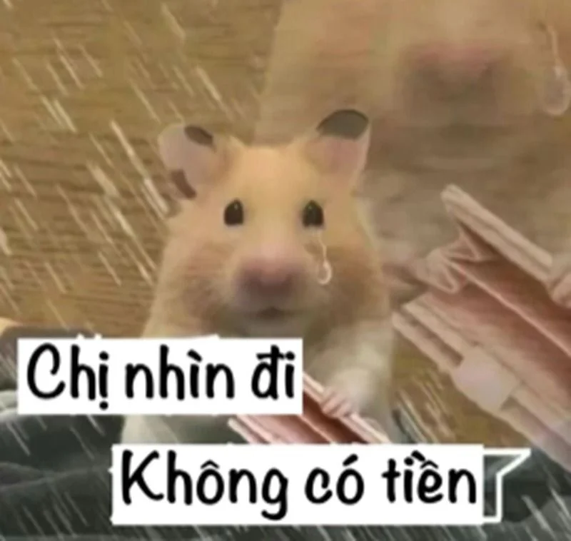Bộ Sưu Tập Meme Hết Tiền Hài Hước, Vui Nhộn 2026