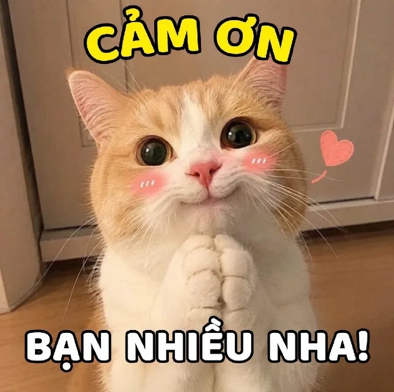 100+ Meme Cảm Ơn - Ảnh chế đội ơn, đa tạ siêu hài cute