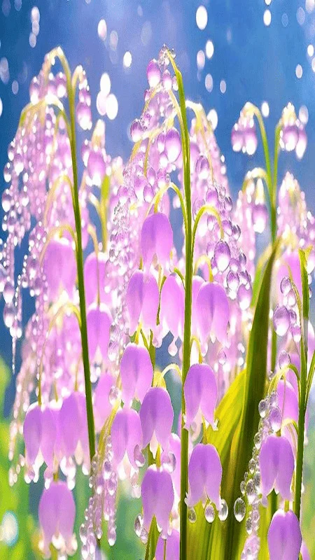 Hình nền hoa linh lan hồng tím lung linh giữa ánh sáng bokeh