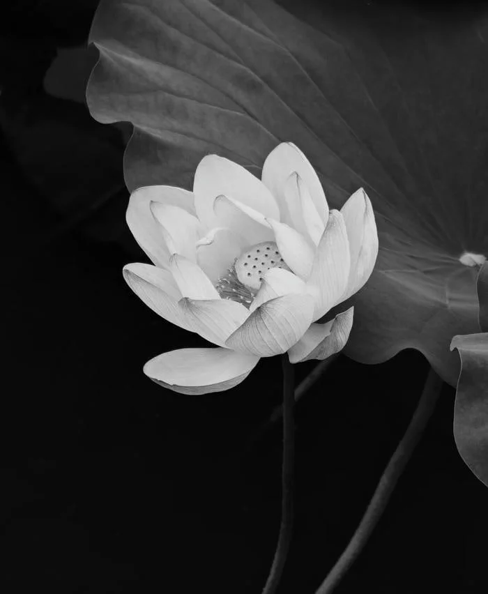 Hoa sen đen nghệ thuật