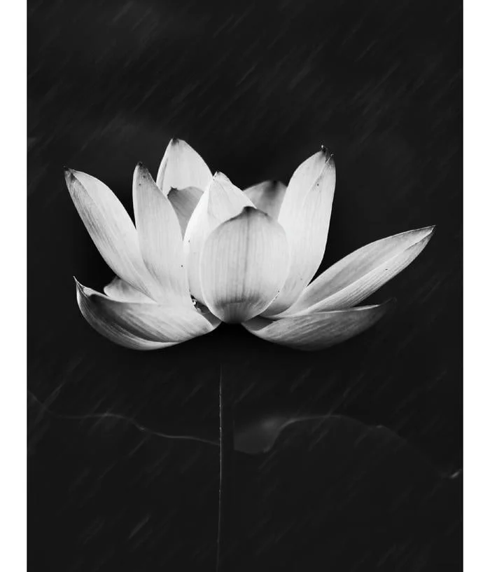 Hoa sen đen đẹp