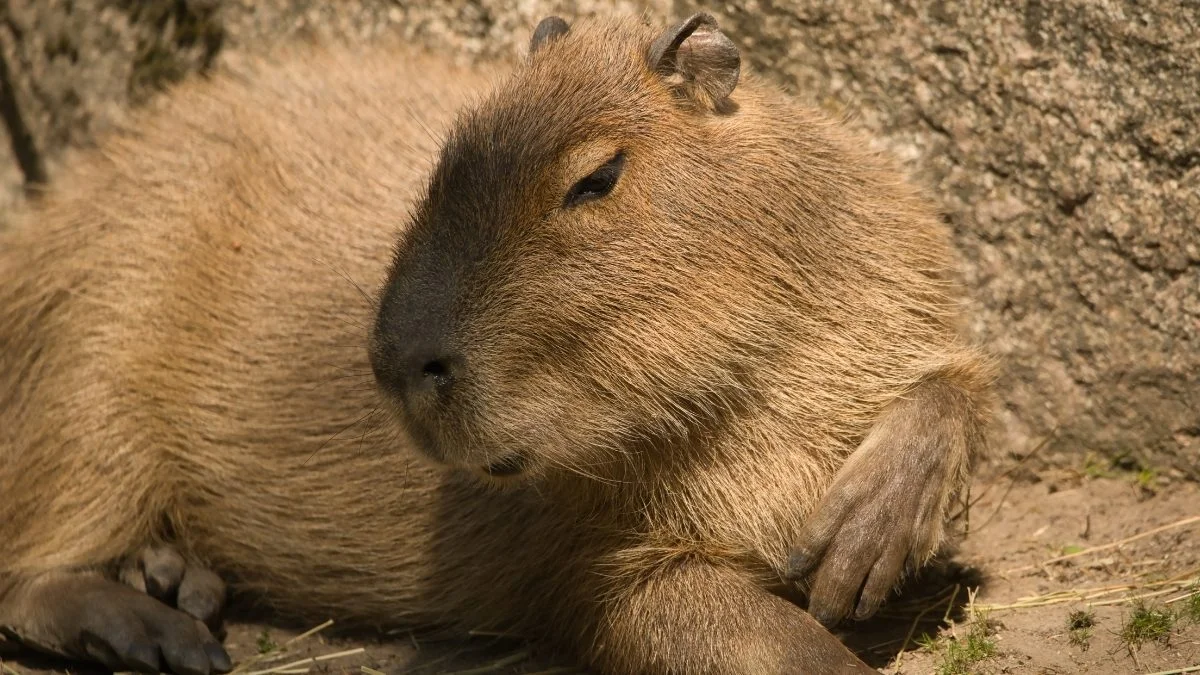 Hình nền máy tính Capybara cute vô tri (3)