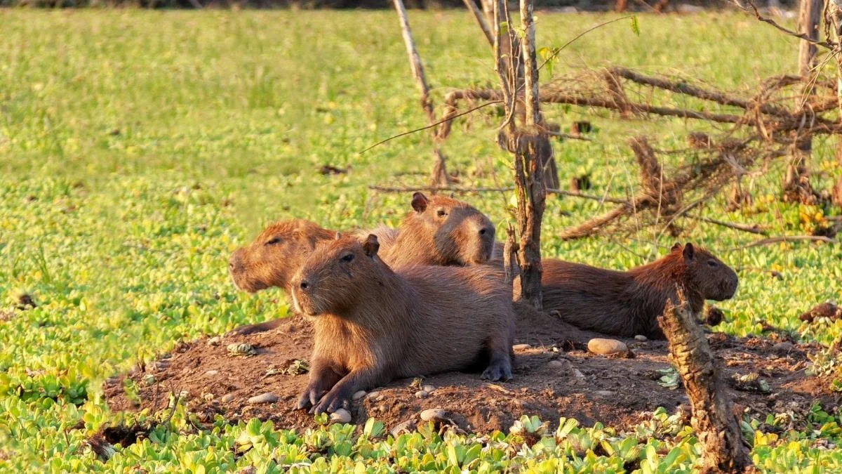 Hình nền máy tính Capybara cute vô tri (2)