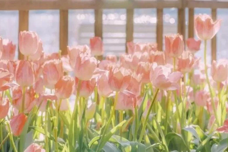 Bông tulip hồng tươi trong vườn kính, hình ảnh đẹp ngầu