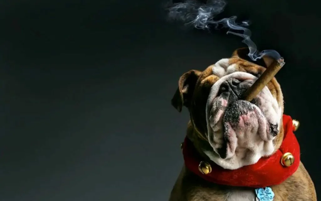 Hình nền bulldog phì phèo xì gà, trông vừa ngầu vừa buồn cười.