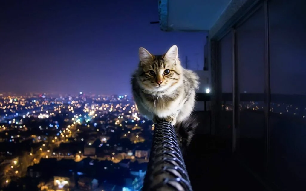 Hình nền máy tính cute, siêu ngầu