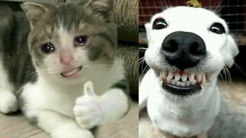 Ảnh meme chó mèo cười đểu.