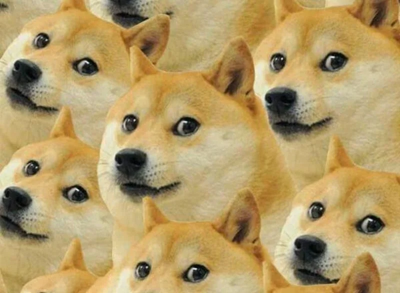 Ảnh meme hài hước về chó chú đang hoang mang.