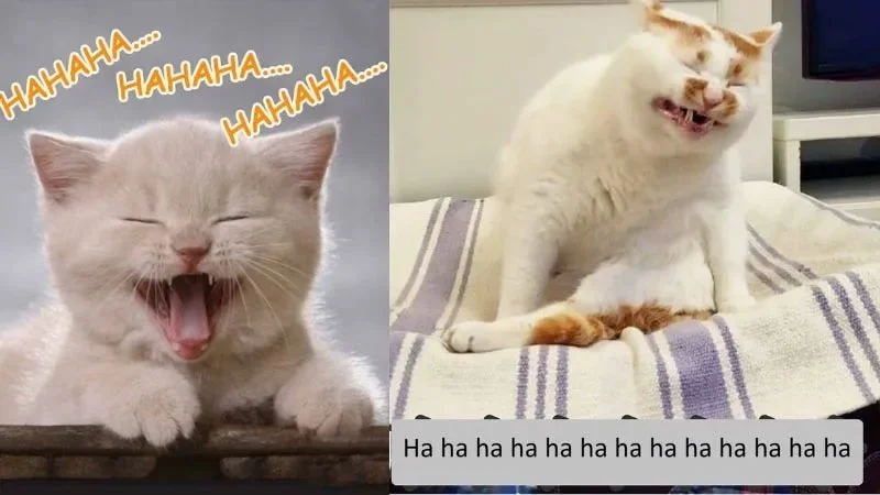 Ảnh meme hài hước vui nhộn giúp bạn giải tỏa căng thẳng.