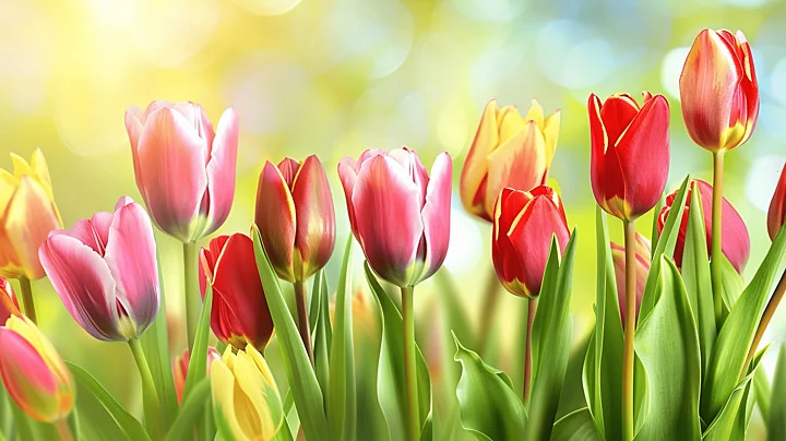 Hình ảnh Nền Tác Phẩm Nghệ Thuật Hoa Tulip Biểu Cảm, Tác Phẩm Nghệ Thuật Hoa Tulip Biểu Cảm Vector Nền Và Tập Tin Tải về Miễn Phí | Pngtree