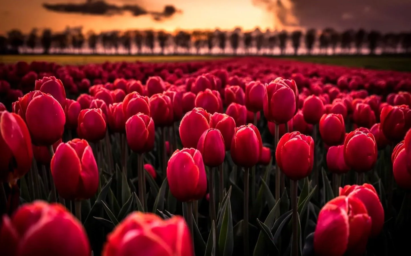 Tổng hợp hình nền hoa tulip đẹp nhất năm 2025