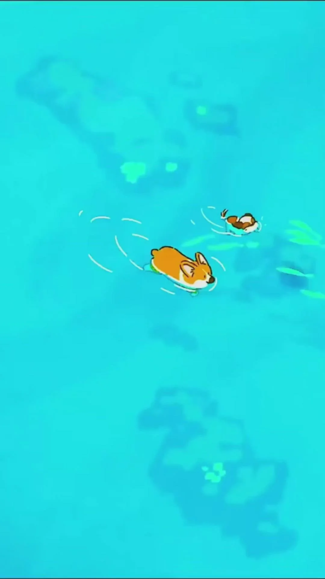 Hình nền điện thoại chú chó corgi dễ thương bơi dưới nước