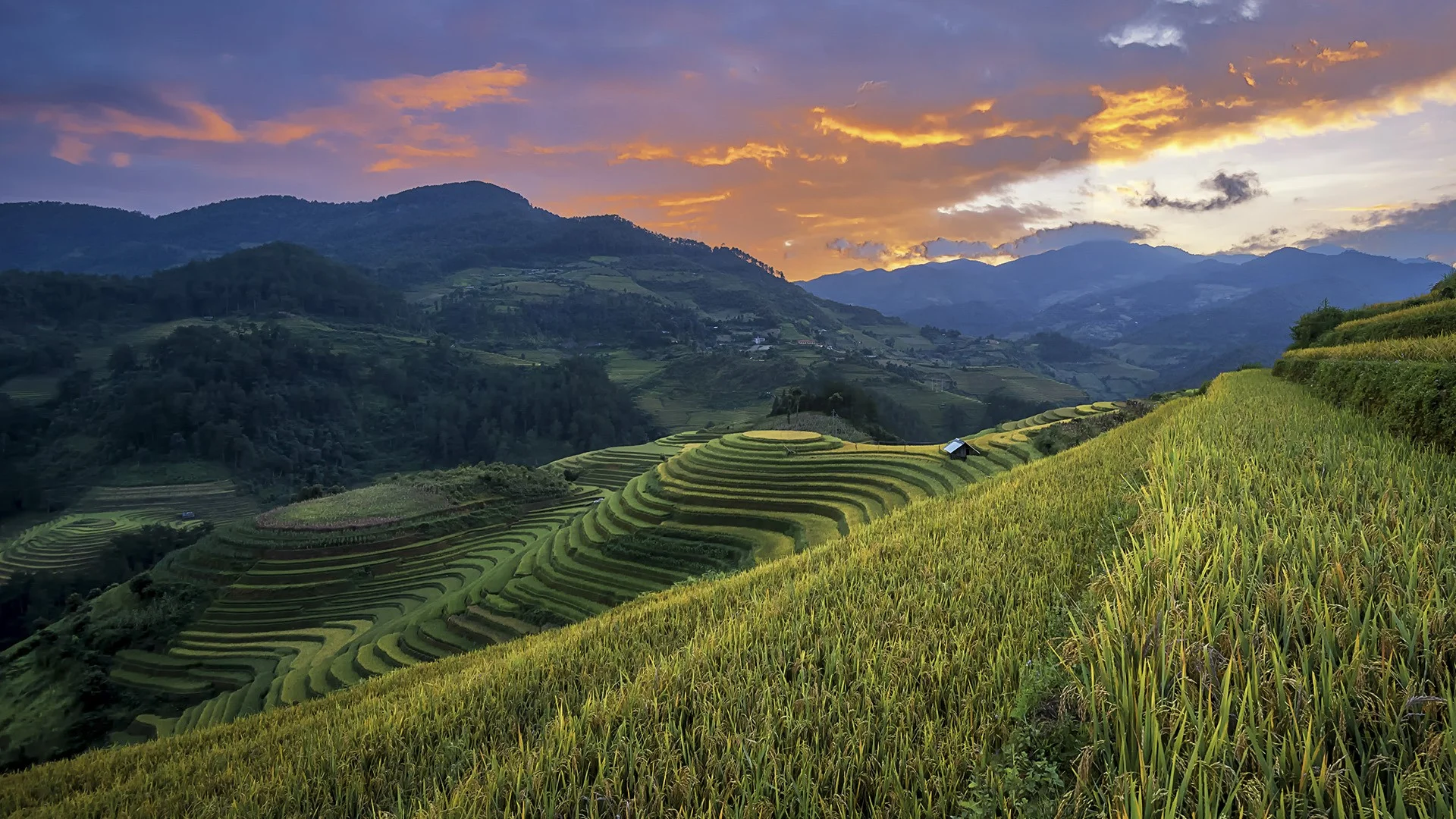 Ảnh phong cảnh đẹp về ruộng bậc thang uốn lượn tại vùng núi phía Bắc Việt Nam vào lúc chiều tà.