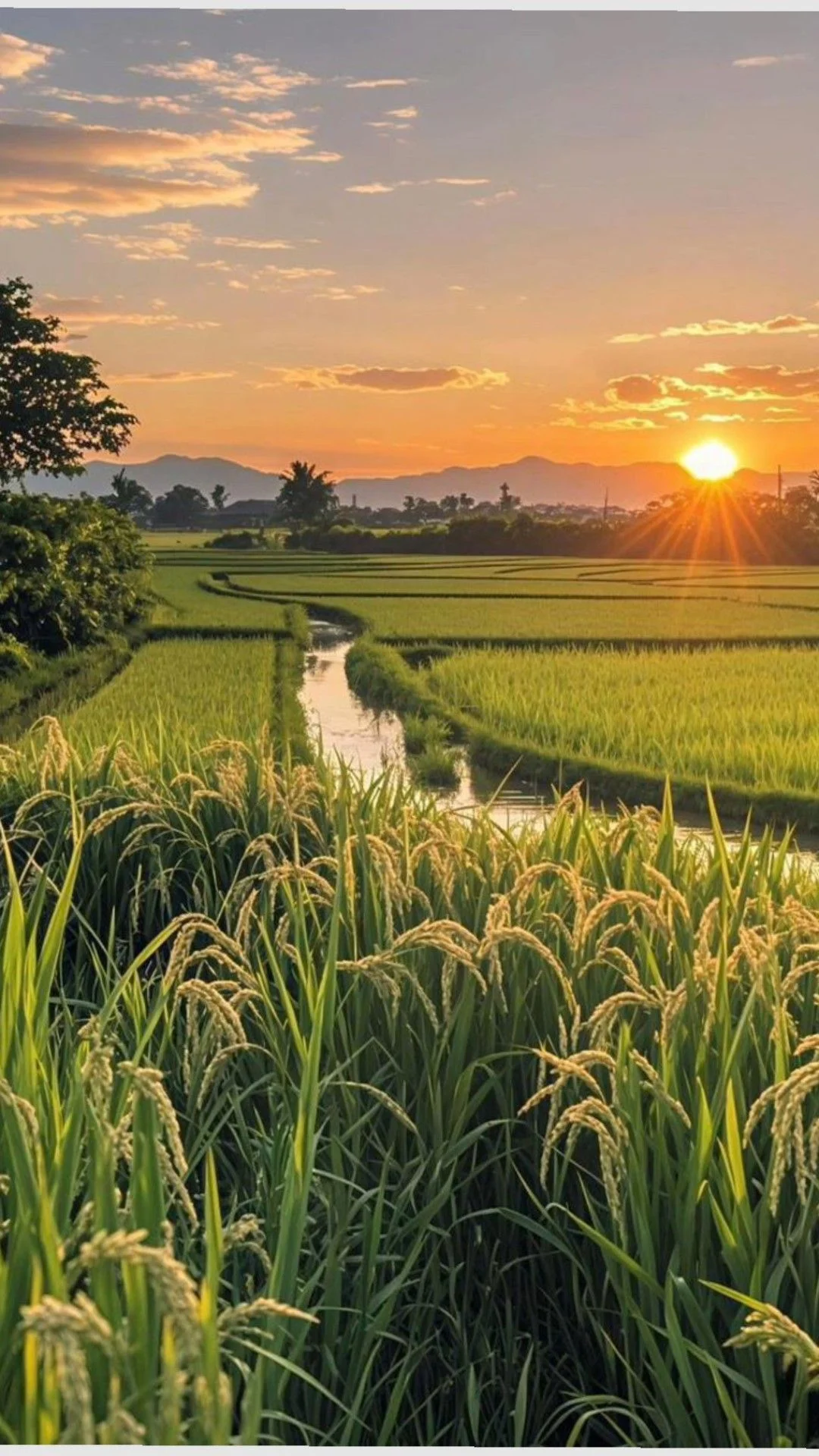 Ảnh phong cảnh đẹp về cánh đồng lúa chín vào buổi hoàng hôn rực rỡ