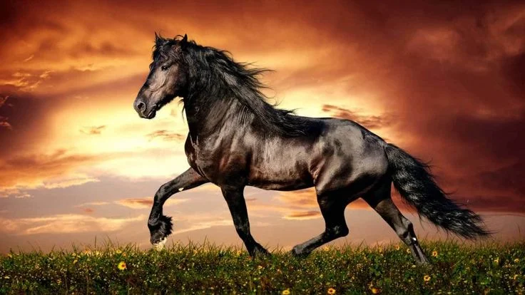 Tổng hợp hình ảnh ngựa đẹp nhất | Black horse running background, Black horse galloping in