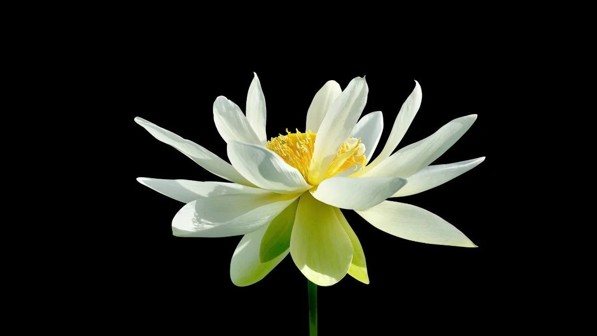 Cận cảnh bông hoa sen trắng đang bung nở trên nền đen