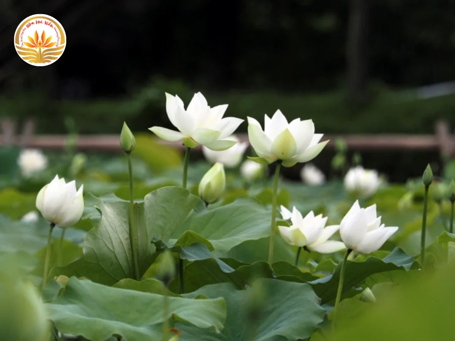 Hình Ảnh Hoa Sen Trắng Đám Tang Trang Trọng, Tôn Kính - Hòa Lạc Viên