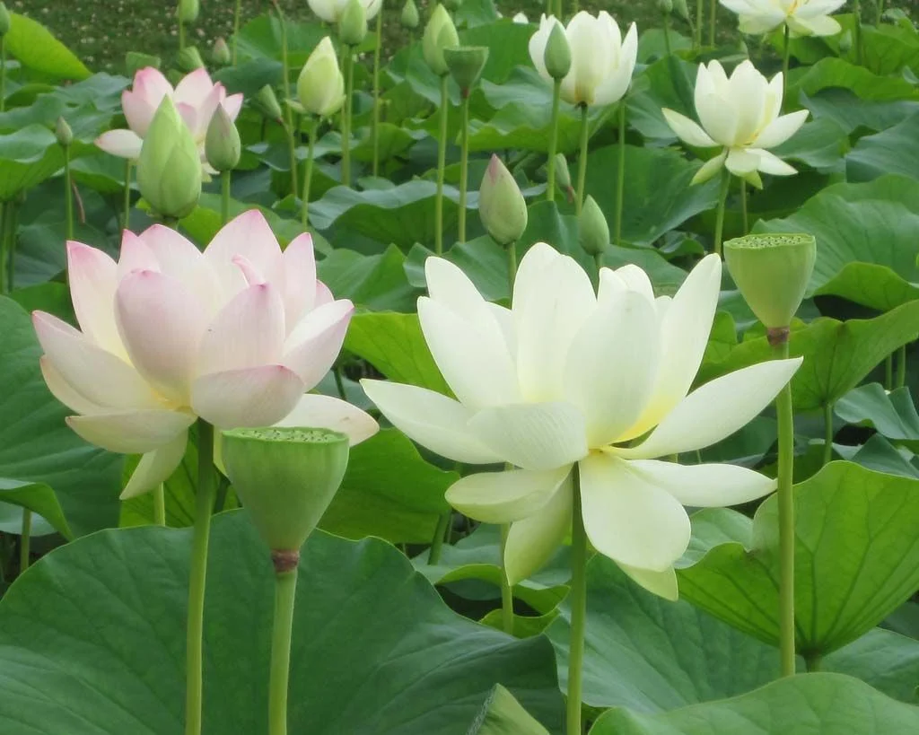 Cánh đồng hoa sen trắng đang nở rộ trong nắng sớm