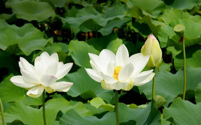 Hoa Sen Trắng - Ý nghĩa Sen Trắng trong tình yêu và phật giáo