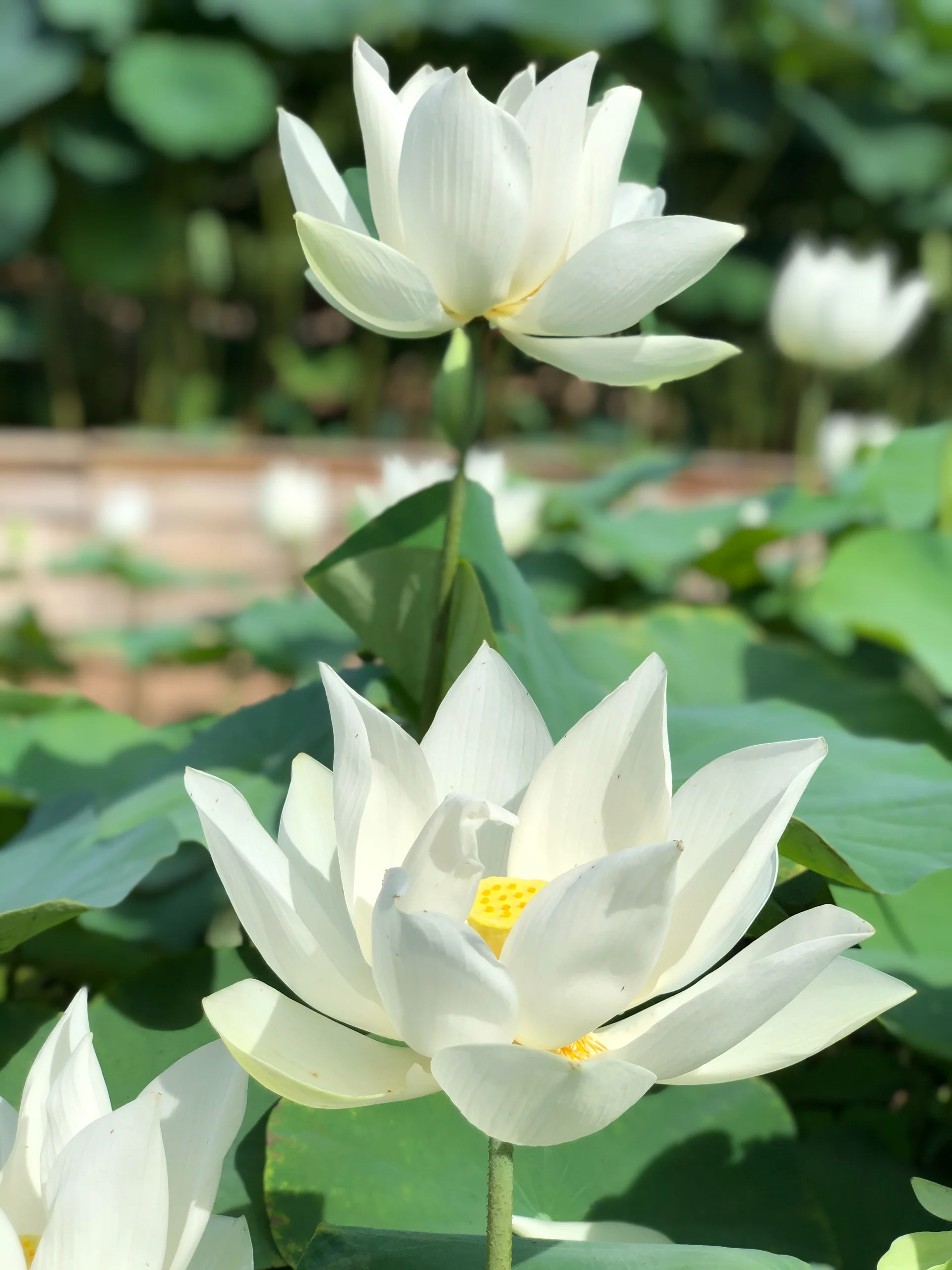 vườn hoa sen trắng nở rộ
