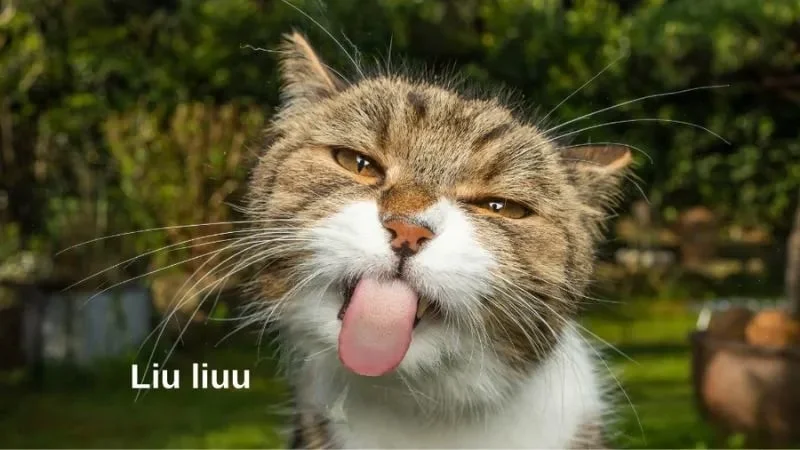 Meme hài bựa về chú mèo biểu cảm lè lưỡi khiến nhiều bạn thích thú.