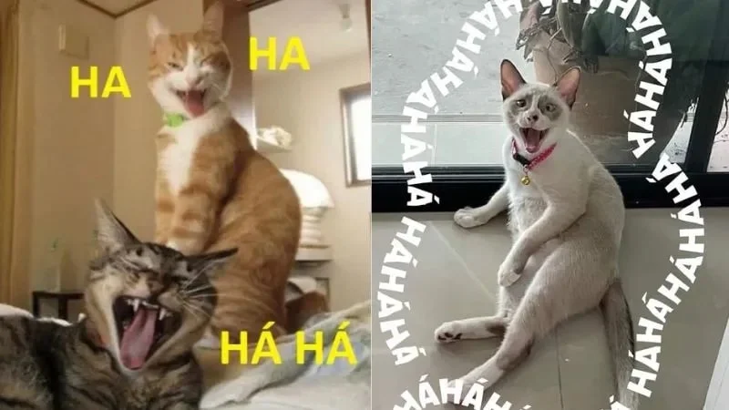 Bạn có thể lưu ngay ảnh meme hài bựa này để sử dụng.